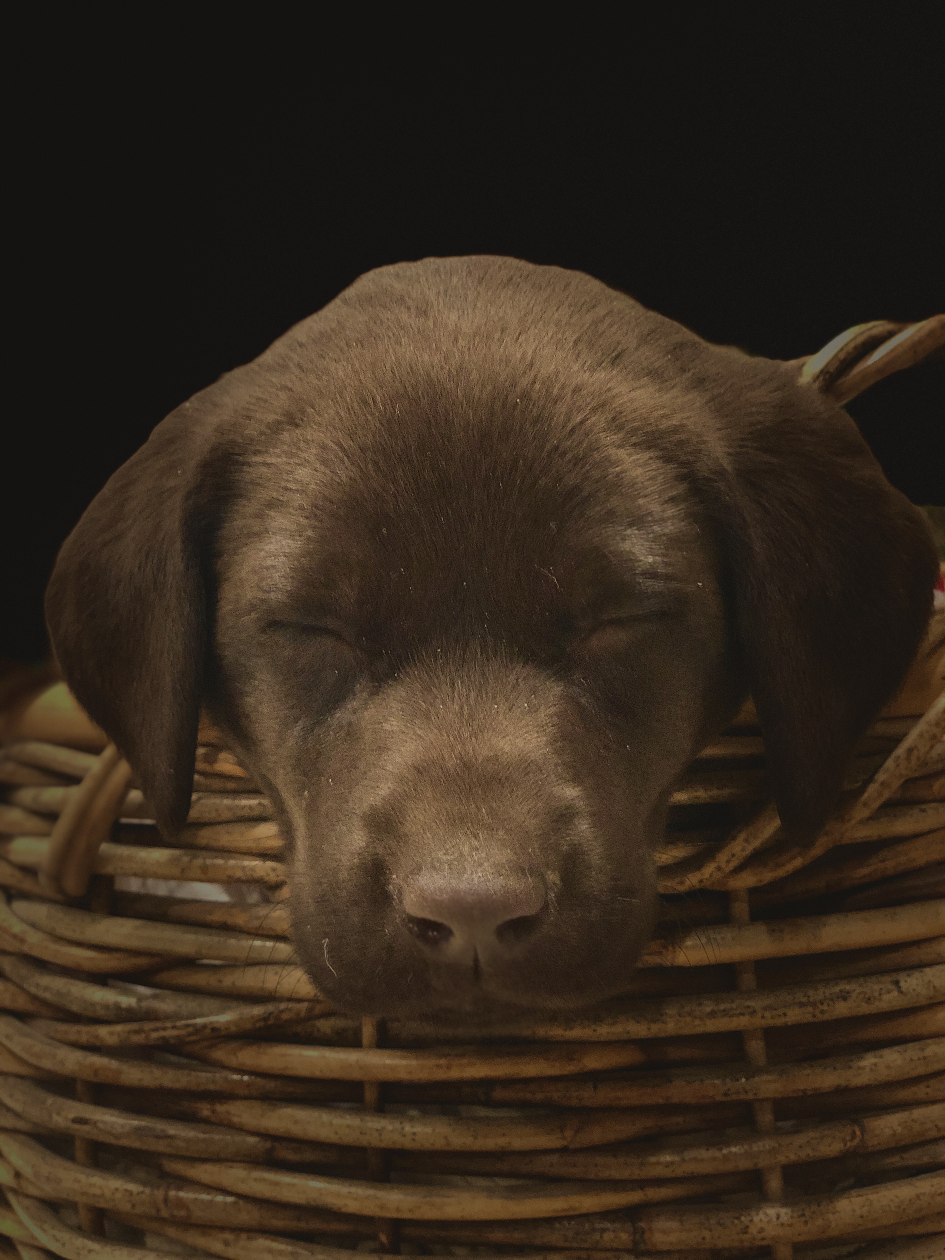 “When Charlie Turns 6, We’re Getting A Puppy.”